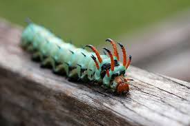 10 Remarkable Caterpillars And What They Become Mnn