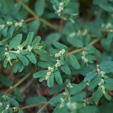 Image result for Euphorbia inaequilatera