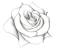 Pencil Easy Rose Drawing