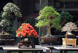 These characteristics make the oak tree an excellent selection for bonsai. Best Trees For Bonsai You Will Love Blog Nurserylive Com Gardening In India