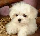 Maltipoo Rescue | Maltipoo