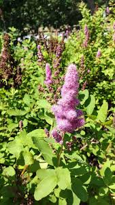Image result for Spiraea douglasii