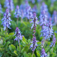 Image result for Coleus thyrsoideus