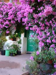 Green Door Gran Canaria Climbing Flowers Beautiful Front Doors Plants