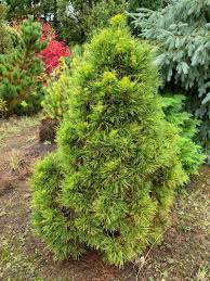 Image result for Marsdenia sylvestris