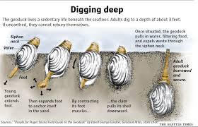 Image result for geoduck