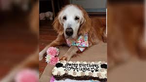 Where are golden retrievers from? Ein Echtes Golden Girl Augie 20 Ist Der Alteste Golden Retriever Der Welt