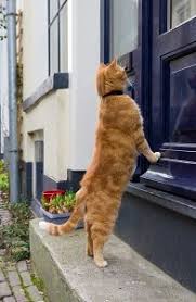 Are you having problems with your cat scratching the carpet under your bedroom door at night when you are helplessly trying to get some sleep? Why Does My Cat Sit At The Front Door The Unique Reason Faqcats Com