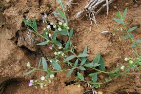 Image result for Polygala dewevrei