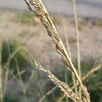 Image result for Sporobolus consimilis