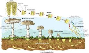 Mushroom Life Cycle Learn All You Need To Know Here Stuffed Mushrooms Life Cycles Life Cycle Learning