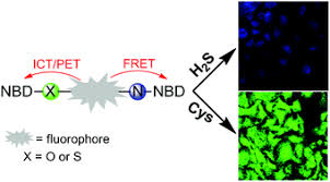 Online banking is a service which allows you to access your bank accounts as well as allow you to to enjoy the online banking services, you have to open an emirates nbd account or apply for a. Dual Quenching Nbd Based Fluorescent Probes For Separate Detection Of H2s And Cys Hcy In Living Cells Organic Biomolecular Chemistry Rsc Publishing