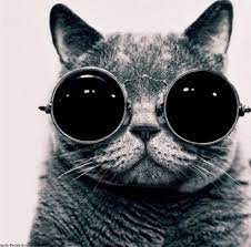 19 lilu gozluklu kedi cat glasses hipster cat cat with glasses