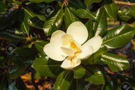 Fiori bianchi della sorgente su una filiale di albero. Immagini Stock La Magnolia Grandiflora E Un Albero Ornamentale Con Foglie Grandi E Lucenti E Fiori Bianchi Carnosi E Profumati Image 81781717