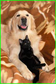 Cat Vs Dog What About Cat And Dog Minipet Online Pet Boutique Is A Melbourne Based For Small Dogs Cats Chat Contre Chien Chien Chat Comme Chien Et Chat