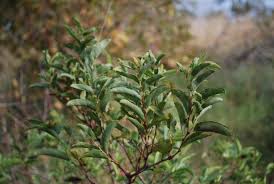Image result for Cissus cornifolia