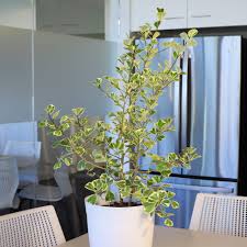 Image result for Ficus variifolia