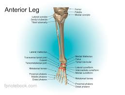 The bones of the legs are those that make up the thigh, the lower half of the legs, and the feet. Leg Anatomy