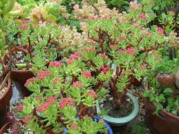 Image result for Crassula sarcocaulis
