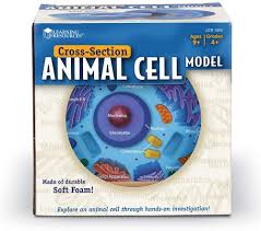 You will find a unique blend of products for arts & crafts, education, healthcare, agriculture, and more! Learning Resources Cross Section Animal Cell Model Amazon Co Uk Toys Games