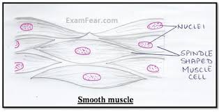 Material leftover from the introductory course. Cbse Ncert Notes Class 9 Biology Tissues