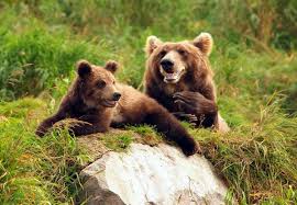 Aici gasesti toate stirile legate de vanatoare de ursi, prezentari, exclusivitati, topuri si informatii actualizate si. Fotograf De UrÈ™i In Estul Extrem Al Rusiei Kamchatka VÄƒzutÄƒ De Clujeanul Septimiu Bizo Transilvania Reporter