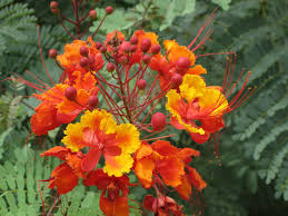Mexican Bird Of Paradise Tree Arizona Now On Sale Milberger Landscaping Nursery Birds Of Paradise Amazing Flowers Poinciana