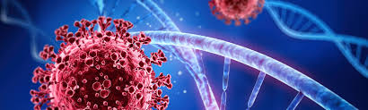 The name coronavirus is derived from latin corona, meaning crown or wreath, itself a borrowing from greek κορώνη korṓnē, garland, wreath. Coronavirus Infections Paho Who Pan American Health Organization
