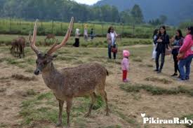 Dengan konsep ecogreen dan dekat dengan alam, graha padma dilengkapi juga dengan taman rusa, dimana sejumlah rusa totol (axis axis) yang habitat aslinya dari negara india dapat merumput dengan leluasa sehingga warga dapat menikmati satwa langka ini sebagai alternatif. Pemkab Bandung Buka Kawasan Wisata Kamping Belum Diperbolehkan Prfm News