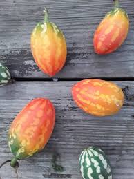 Image result for Coccinia adoensis