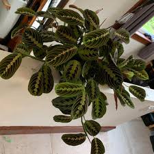You will find the leaf nodes over the surface of the stem. Prayer Plant Found The Perfect Spot Houseplants