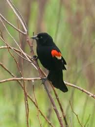 Black Bird With Red And Yellow Shoulders The Red Winged Blackbird Is Sexually Dimorphic The Male Is All Black With A Red Shoulder And Yellow Wing Bar Whil Black Bird Red Wing Blackbird Bird Pictures