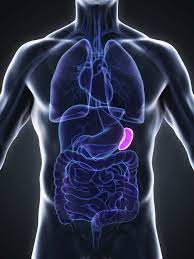 How The Spleen Keeps Blood Healthy National Institutes Of Health Nih