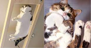 Cat sitting on glass coffee table. 35 Hilarious Photos Of Cats On Glass Tables