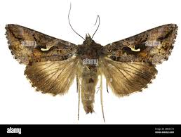 Image result for Autographa macrogamma
