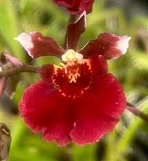 Image result for Psychotria kikwitensis