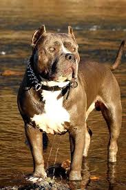 Pitbull Collars Google Search Pitbull Dog Dogs Pitbulls