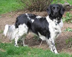 20 Of The World S Rarest Dog Breeds In 2020 Rare Dog Breeds Rare Dogs Dog Breeds