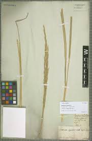 Image result for Phacelurus