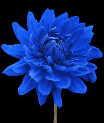 Blue Dahlia Flower Black Background By Natalie Kinnear Dahlia Flower Blue Flowers Beautiful Flowers