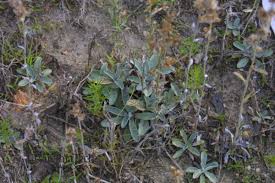 Image result for Gnaphalium purpureum