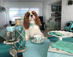 När i avtalet är att husdjur inte är tillåtna, gör detta gäller sedan för alla djur, även för att som kaniner, marsvin, etc.? Tiffany