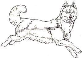 The alaskan husky is not a purebred dog like the siberian husky, it's a designed dog breed, containing the siberia husky in its genes, and it's the lifespan of the alaskan husky is around 12 to 15 years. Siberian Husky Coloring Pages Coloring Home