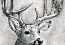 See deer head drawing stock video clips. How To Draw Deer Trending Difficulty Any Dragoart Com