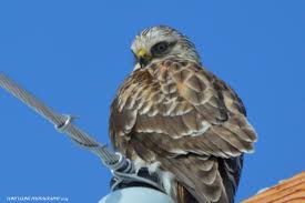 Birds Of Upstate Ny Light Colored Rough Legged Hawk Taken 2 10 2014 In Lafargville Upstate New York Https Www Facebook Com Pages Tony Leone Photography 720 Bald Eagle Hawk Light