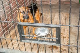 Great savings & free delivery / collection on many items. Why Is My Dog Urinating In His Crate