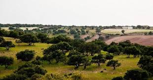 Argan Trees Exclu Now From Agadir City As You Never See Before غابة الاركان المتواجدة فقط بالمغرب حصريا الان من شركة Argan Argan Tree Pure Argan Oil Argan Oil