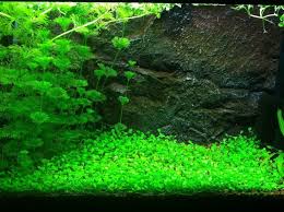 Image result for Glossostelma