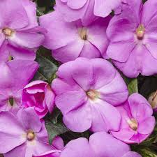 Image result for Impatiens irvingii