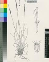 Image result for Anthephora pubescens